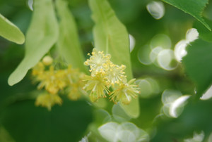Photo_2