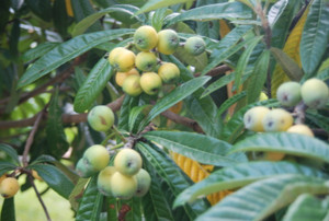 Photo_3