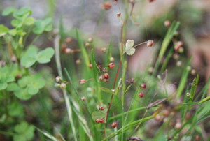 Photo_4