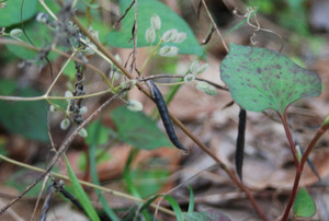 Photo_5