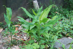 Photo_8
