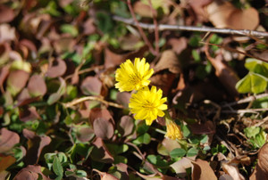 Photo_3