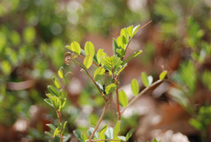 Photo_4