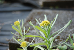 Photo_5