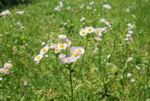 Photo_3
