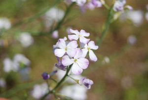 Photo_4