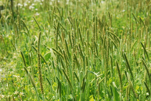 Photo_6