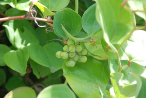 Photo_4