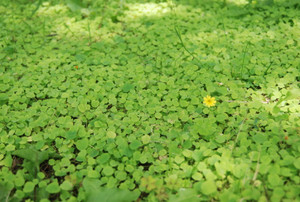 Photo_6