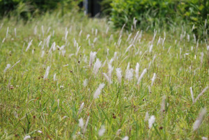 Photo_7
