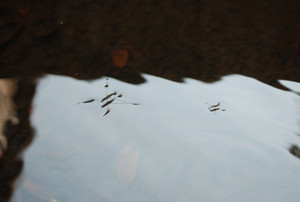 Photo_2