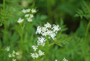 Photo_5