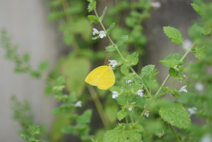 Photo_6
