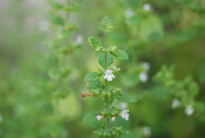 Photo_7