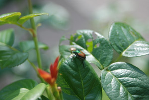 Photo_8