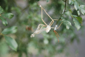 Photo_2