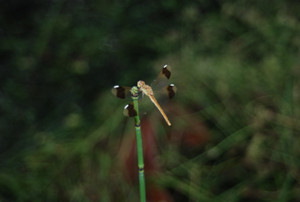 Photo_3