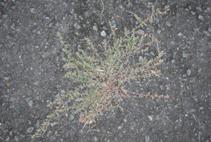 Photo_4