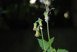 Photo_5