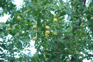 Photo_6