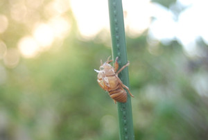 Photo_7