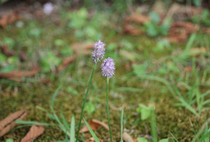 Photo_2