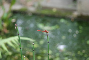 Photo_3