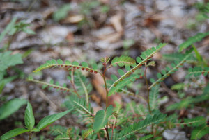 Photo_4