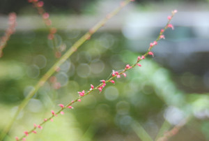 Photo_6