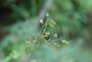 Photo_2