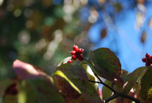 Photo_4