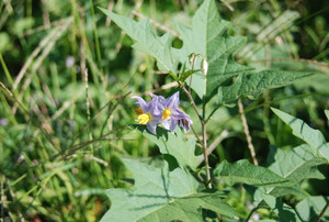 Photo_5