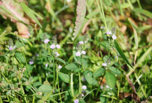 Photo_6