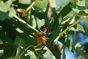 Photo_7