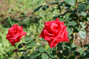 Photo_8