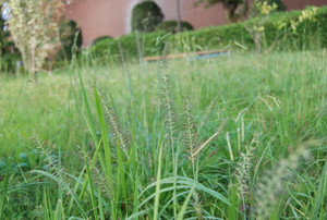 Photo_9