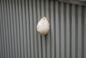 Photo_2