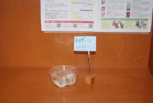Photo_4