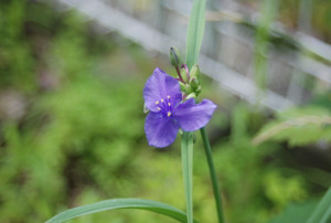 Photo_2