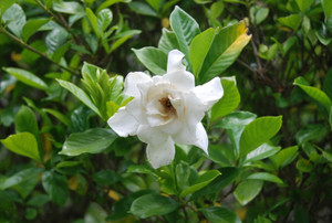 Photo_4