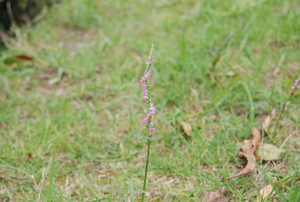 Photo_5