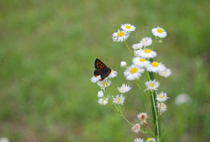 Photo_6