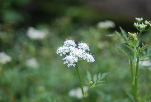 Photo Photo